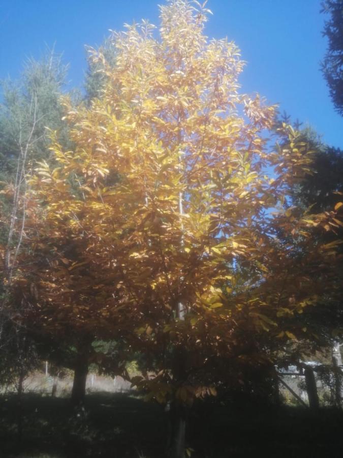 Cabana May Pao, Para 3 En Melipeuco Cerca Del Parque Nacional Conguillio Экстерьер фото