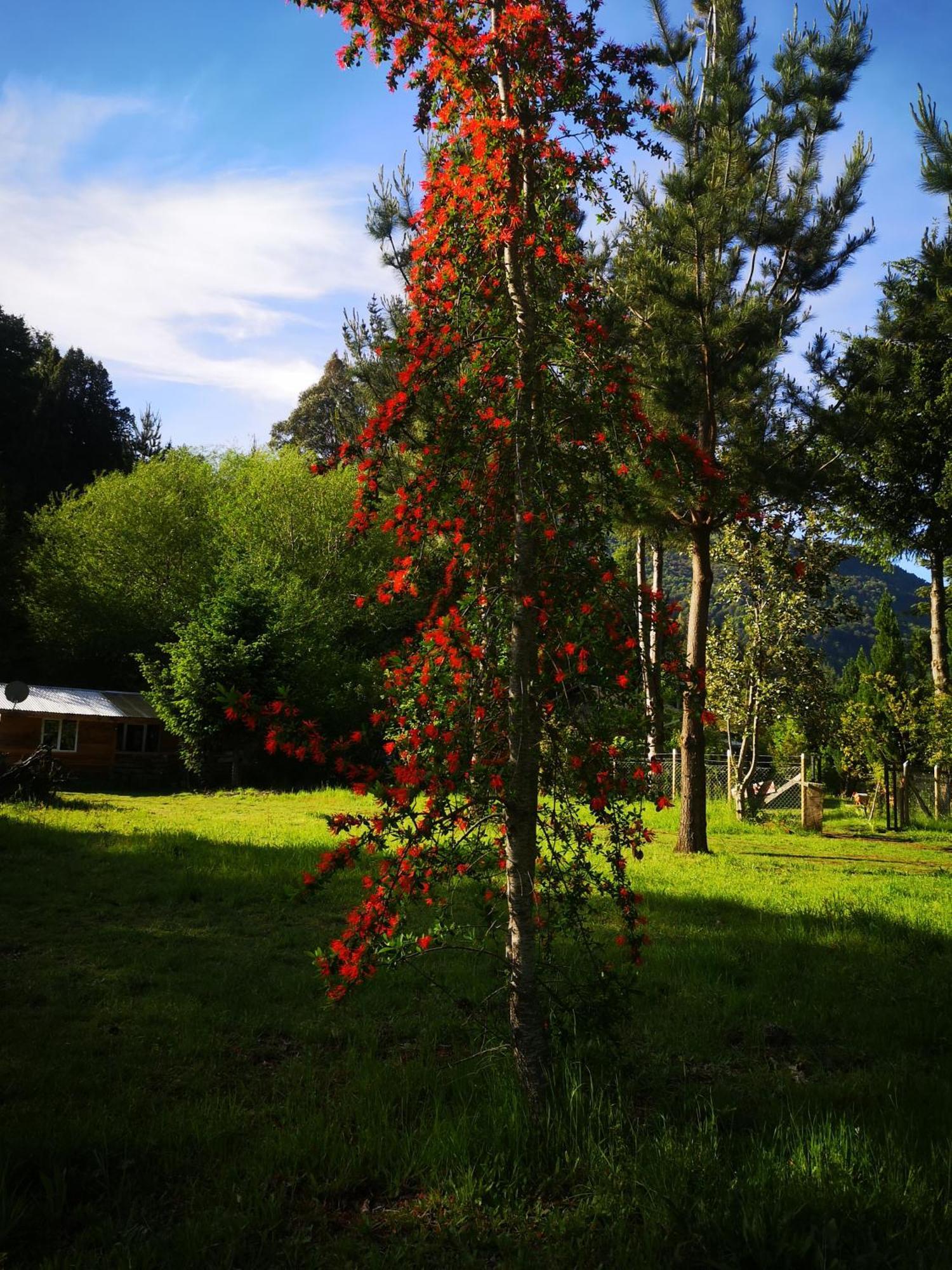 Cabana May Pao, Para 3 En Melipeuco Cerca Del Parque Nacional Conguillio Экстерьер фото